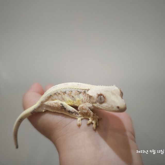 릴리화이트 레이지 판다
