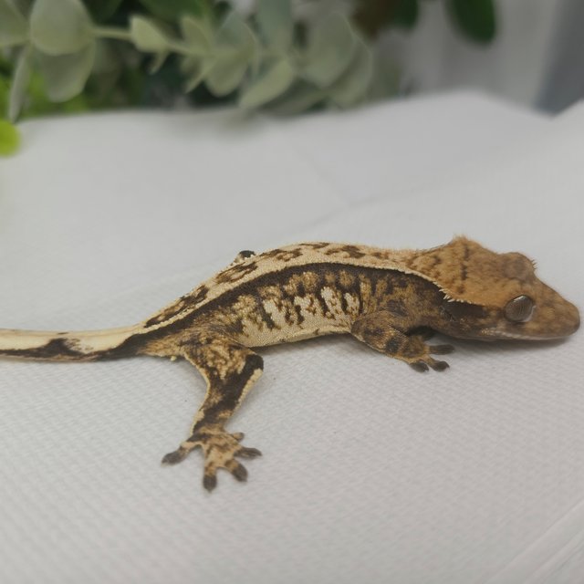 노멀 핀스트라이프 트라이