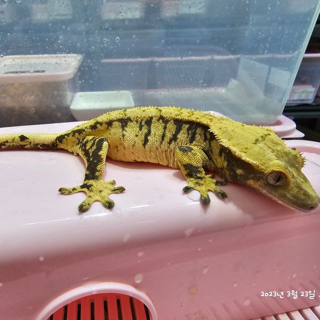 Extreme Harlequin