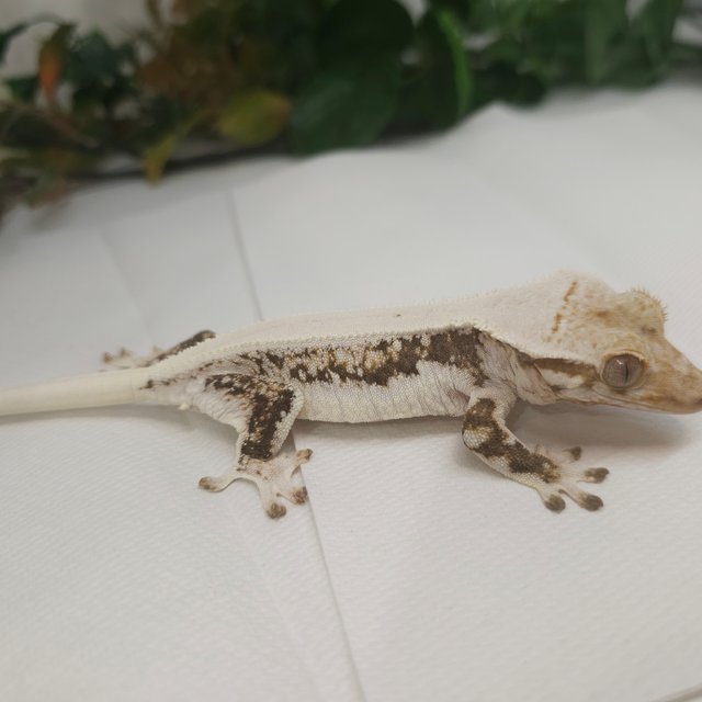 릴리화이트 솔리드백