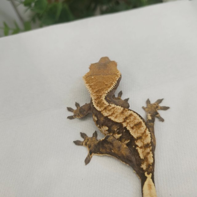 노멀 트라이 익스트림할리퀸