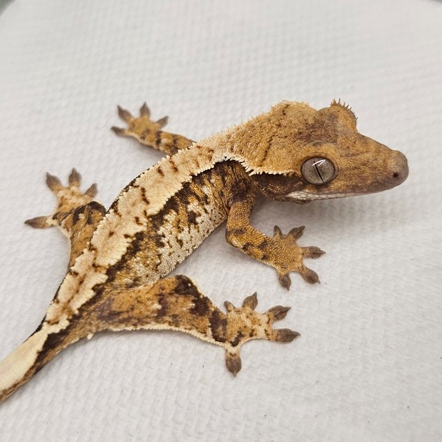 노멀 트라이 익스트림할리퀸