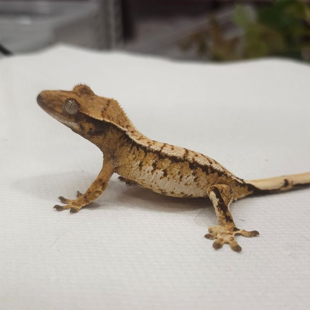 Tri Extreme Harlequin Normal