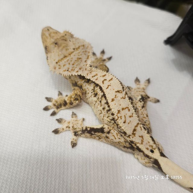 White Spot Normal Tri