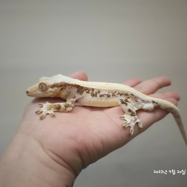 릴리화이트