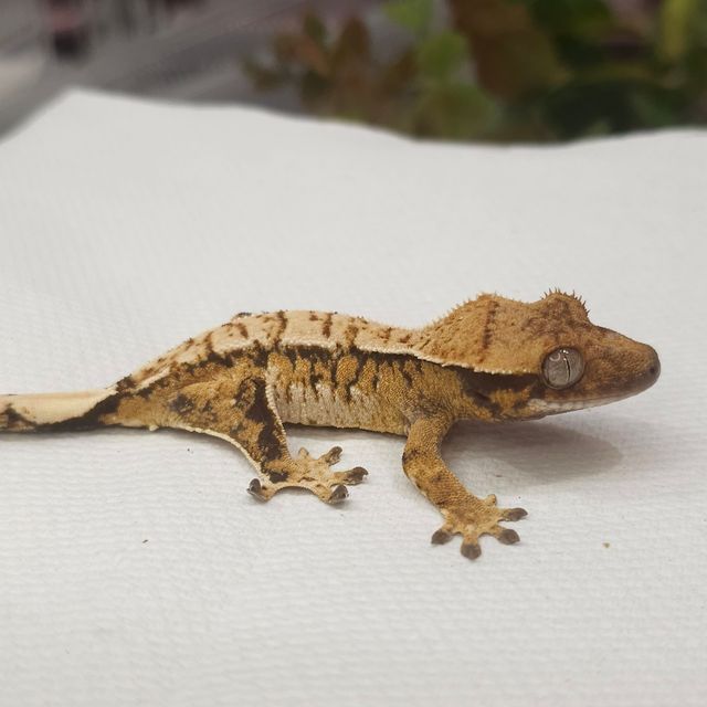 Tri Extreme Harlequin Normal