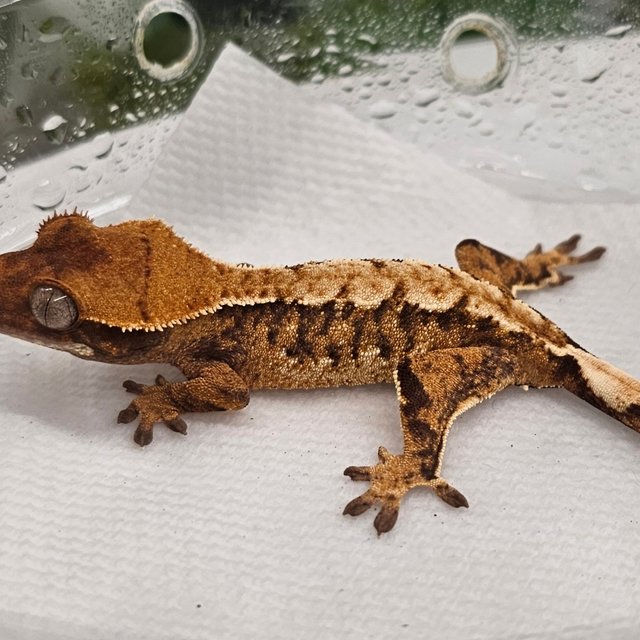 노멀 트라이 익스트림할리퀸