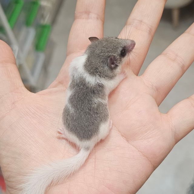 파이드