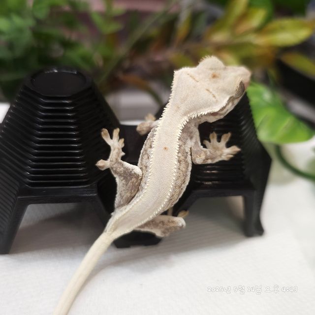릴리화이트