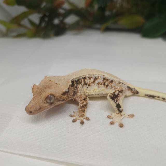 릴리화이트 솔리드백