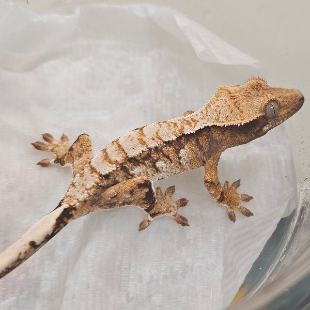 익스트림할리퀸 트라이