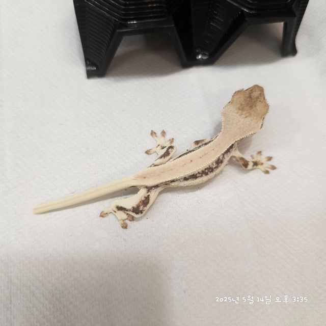 릴리화이트
