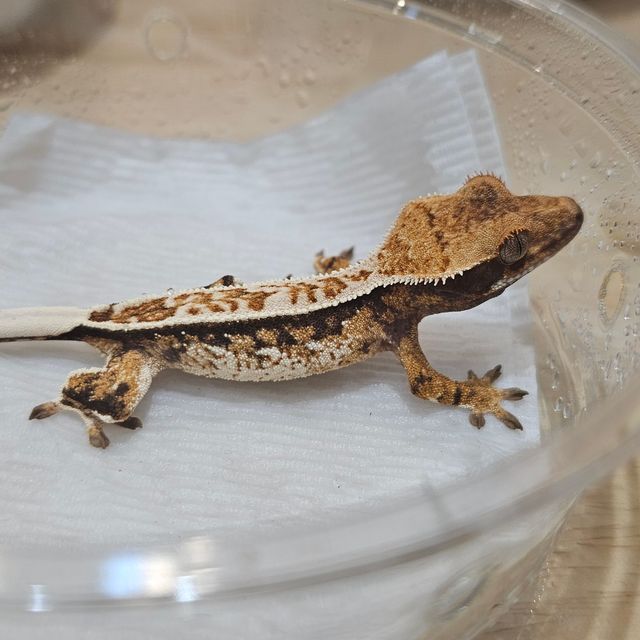 Pinstripe Tri Normal
