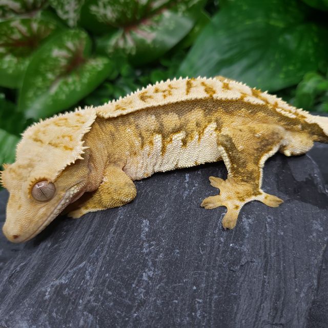 Tri Normal Extreme Harlequin