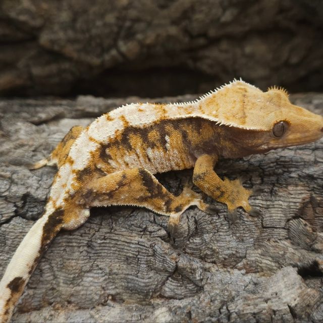 Normal Tri Extreme Harlequin Lazy
