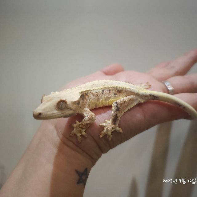 릴리화이트 레이지 판다