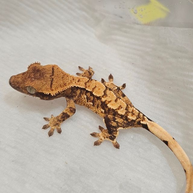Extreme Harlequin Tri Normal