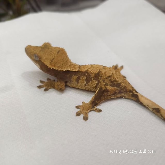 익스트림할리퀸