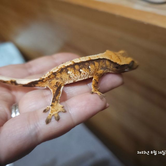 노멀 트라이 익스트림할리퀸 레이지