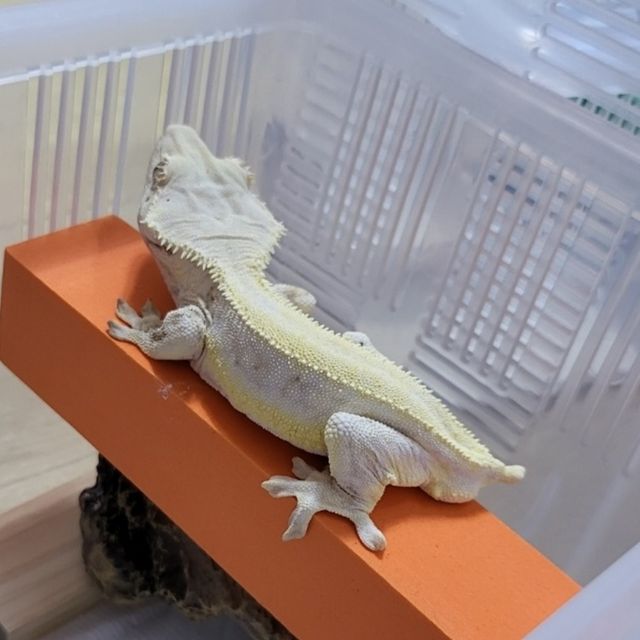 릴리화이트 판다 레이지