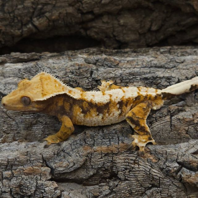 Normal Tri Extreme Harlequin Lazy