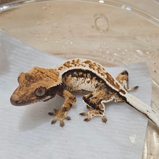 Pinstripe Tri Normal