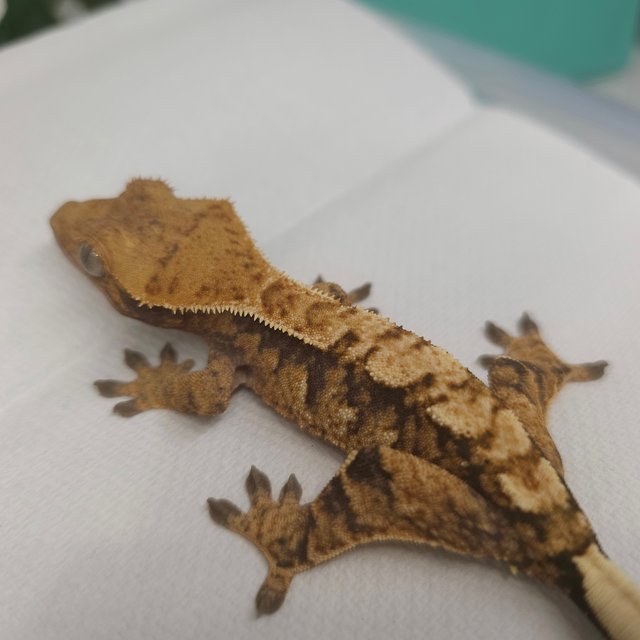 노멀 트라이 익스트림할리퀸