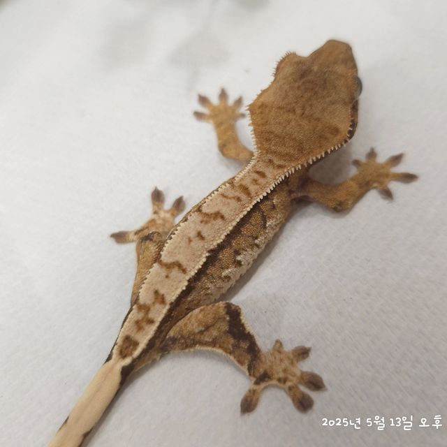 노멀 트라이
