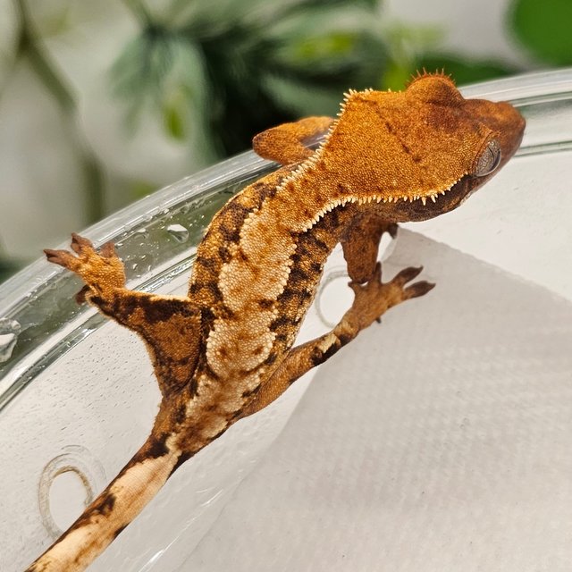 노멀 트라이 익스트림할리퀸