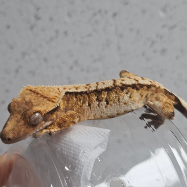 Extreme Harlequin Tri Normal