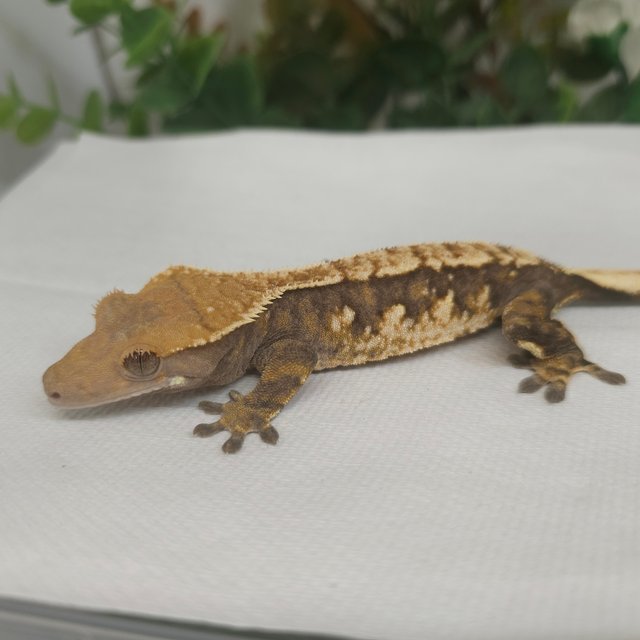 노멀 트라이 익스트림할리퀸