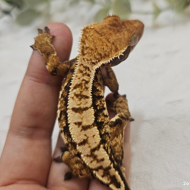 노멀 트라이 익스트림할리퀸