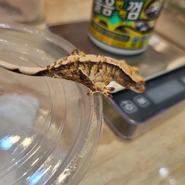 노멀 트라이 익스트림할리퀸
