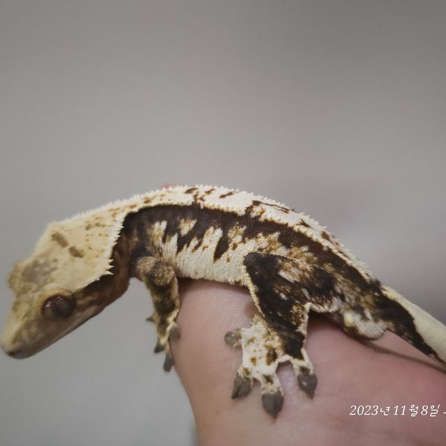 노멀 트라이 익스트림할리퀸