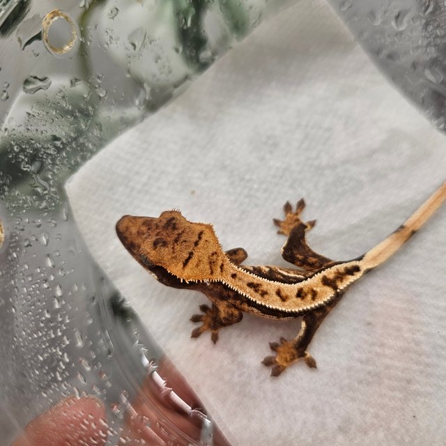 노멀 쿼드 핀스트라이프