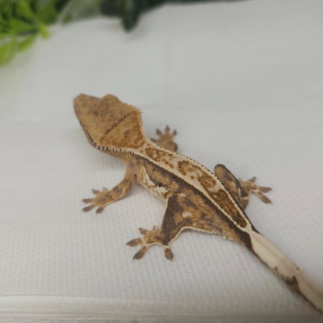 노멀 풀핀 트라이