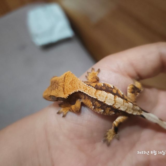 노멀 트라이 익스트림할리퀸 레이지