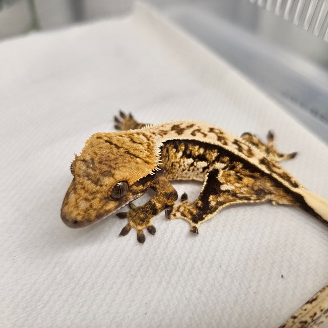 노멀 핀스트라이프 트라이