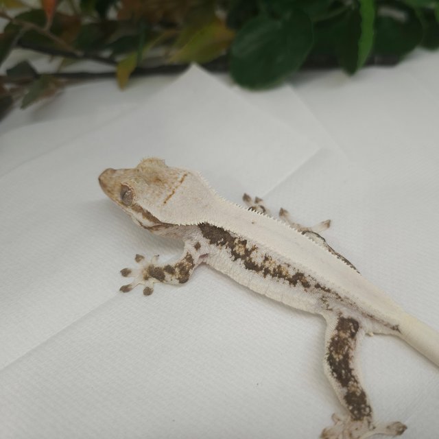 릴리화이트 솔리드백