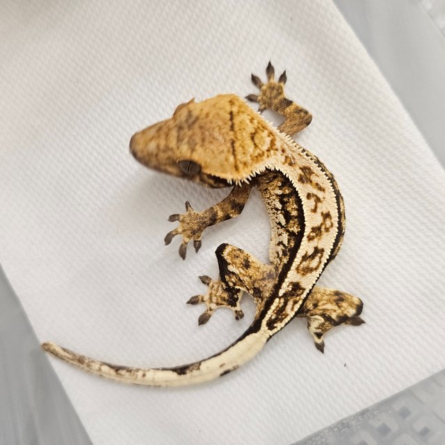 노멀 핀스트라이프 트라이