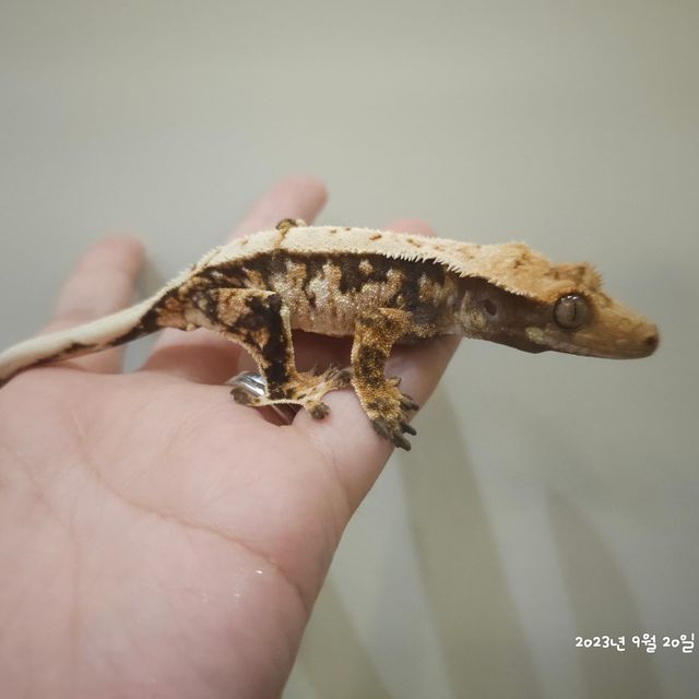 노멀 트라이 익스트림할리퀸