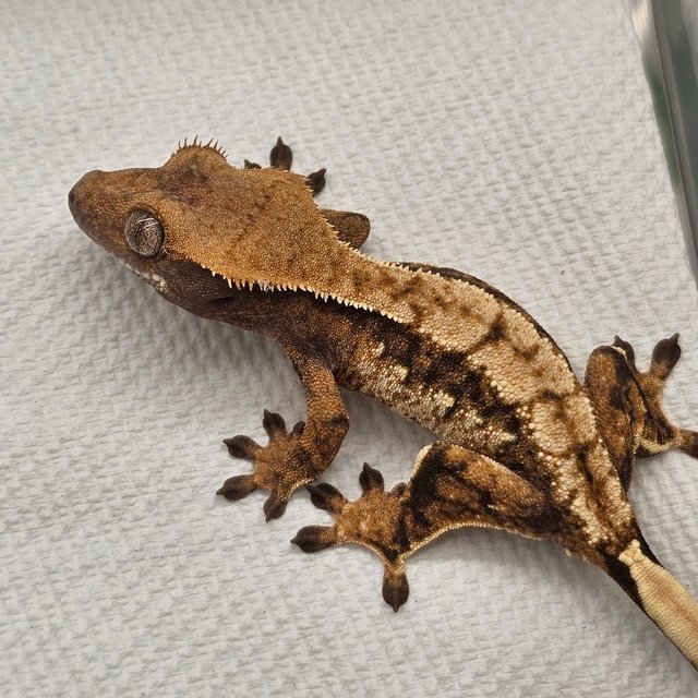 노멀 트라이 익스트림할리퀸