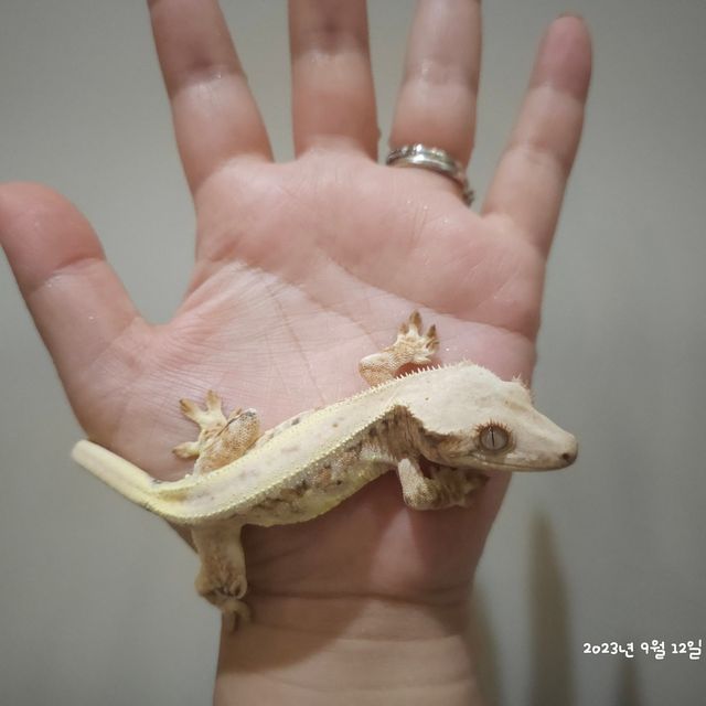 릴리화이트 레이지 판다