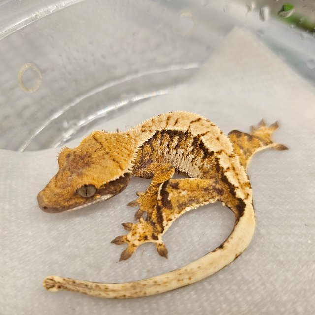 노멀 트라이 익스트림할리퀸