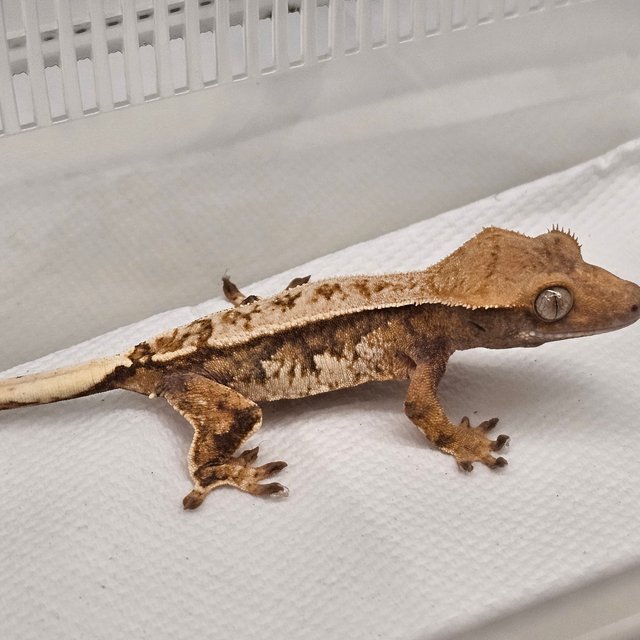 노멀 핀스트라이프 트라이