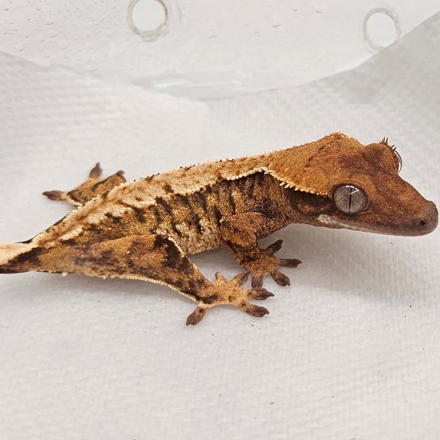 노멀 트라이 익스트림할리퀸