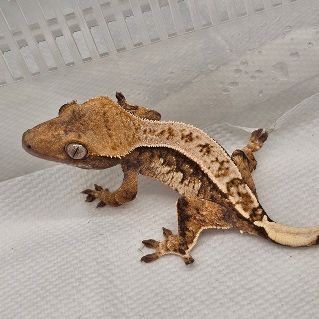 노멀 핀스트라이프 트라이