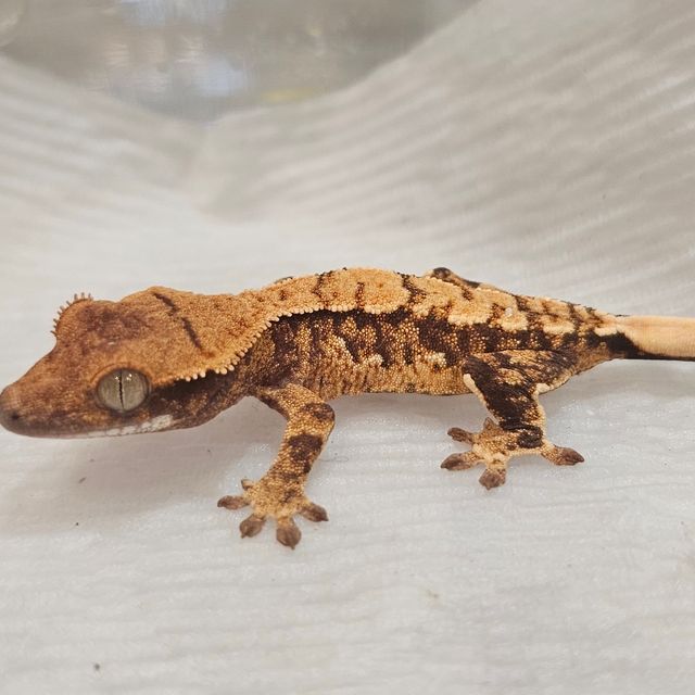 Extreme Harlequin Tri Normal