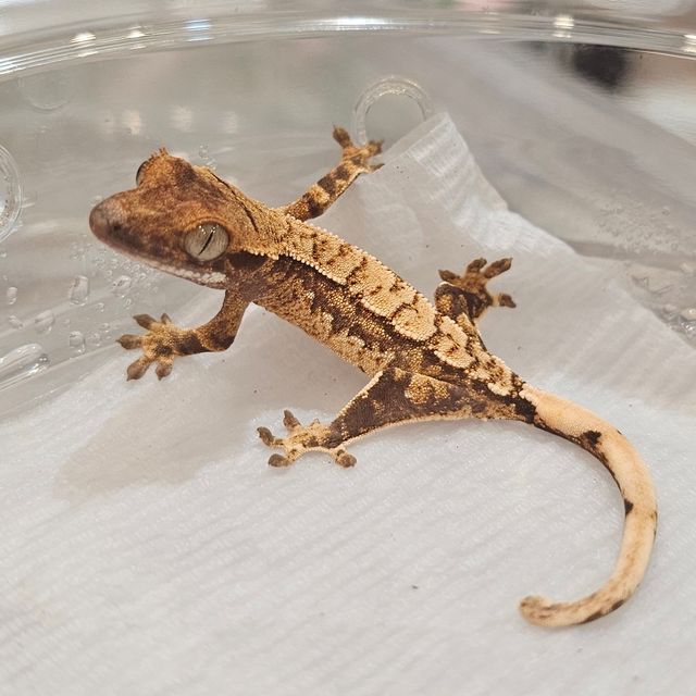 Extreme Harlequin Tri Normal