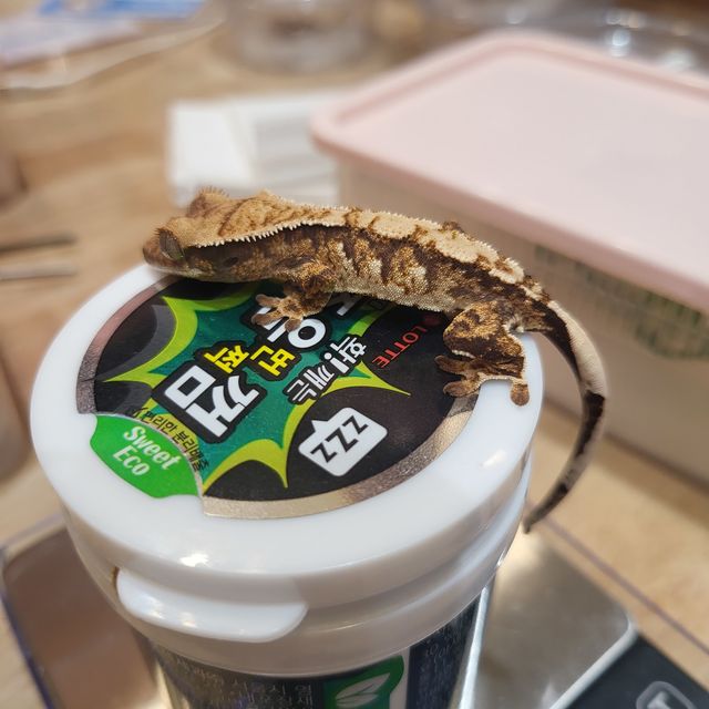 노멀 트라이 익스트림할리퀸